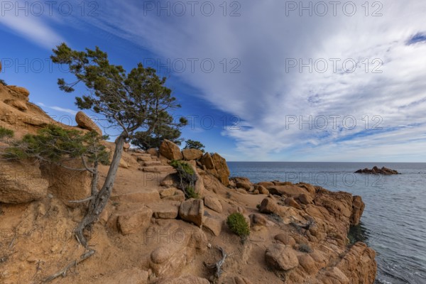 Coastal landscape with bizarre red rocks and gnarled trees with a view of the sea in the sunshine, Spiaggia di Cala E'Luas, Ogliastra, Sardinia, Italy, Europe