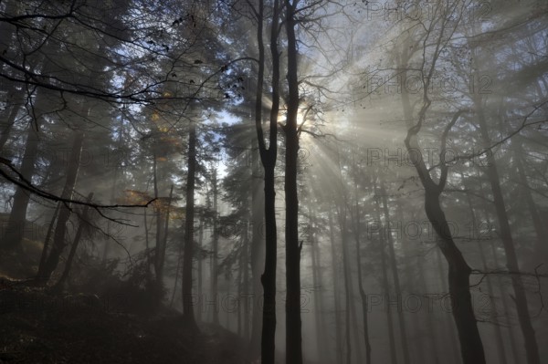 Sunbeams penetrate the fog in a mountain forest, morning sun, Chiemgau Alps, Upper Bavaria, Bavaria, Germany, Europe