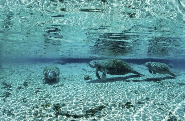Round-tailed manatee, mother and calf, Trichechus manatus latirostris, USA, Florida, FL, Crystal River, North America