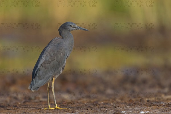 Bellied Heron, (Egretta ardesiaca), standing on a branch looking for prey, Gambia, Africa, Marakissa River Camp Canoe tri, Marakissa, South Bank, Gambia, Africa