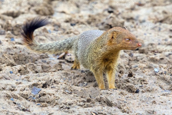 Slender mongoose, (Herpestes sanguineus), carnivore of the mongoose family, Mkuze Game Reserve, Mkuze, KwaZulu-Natal, South Africa, Africa
