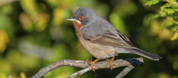 White-bearded warbler, (Sylvia cantillans), perch, biotope, bearded warbler, songbird, warbler family, perch, Lesvos Island, Greece, Europe