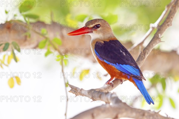 Grey-headed kingfisher, kingfisher, perch, foraging, biotope, habitat, animals, birds, kingfishers, (Halcyon leucocephala), distribution area, African continent Salalah, Ayn Razat, Dhofar, Oman, Asia