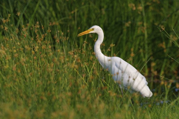Asian Intermediate Egret, Intermediate Egret, Egretta intermedia, Mesophoyx intermedia, Aigrette intermédiaire, Héron intermédiaire, Garceta intermedia Salalah, Khawr Rawri, Dhofar, Oman, Asia