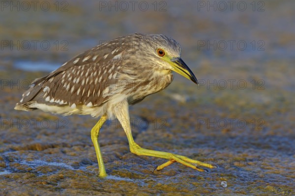 Black-crowned Night Heron, Night Heron, Black-crowned Night-Heron, Nycticorax nycticorax, Bihoreau gris, Héron bihoreau, Martinete Común Muscat, Quarayyat, Muscat, Oman, Asia