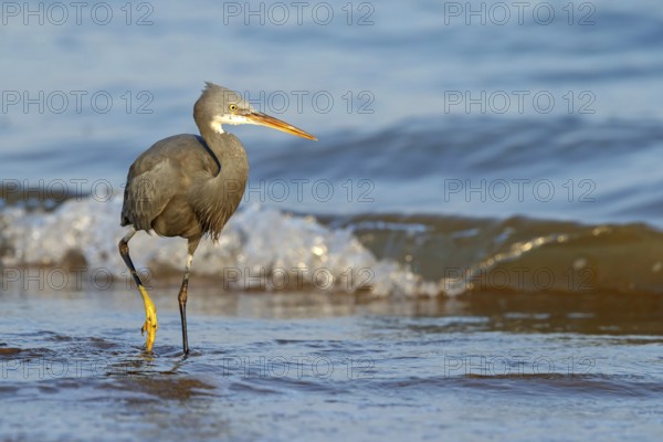 Heron, (Egretta gularis), heron, animals, birds, biotope, habitat, foraging Salalah, Raysut, Dhofar, Oman, Asia