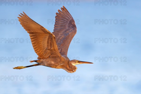 Heron, (Egretta gularis), heron, animals, birds, biotope, habitat, foraging Salalah, Raysut, Dhofar, Oman, Asia