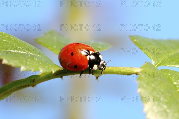 Seven-spot ladybird (Coccinella septempunctata) on a rose leaf, Insect, Insects, Beetle Federal Republic of Germany