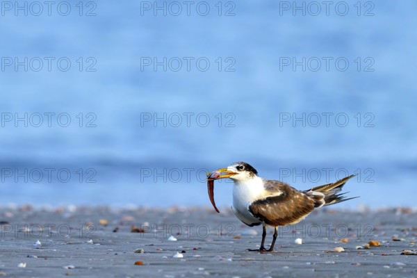 Caspian Tern, (Sterna bergii), (Thalasseus bergii), subfamily of terns, with prey at the edge of the river, Wadi Darbat, Salalah, Muscat, Oman, Asia