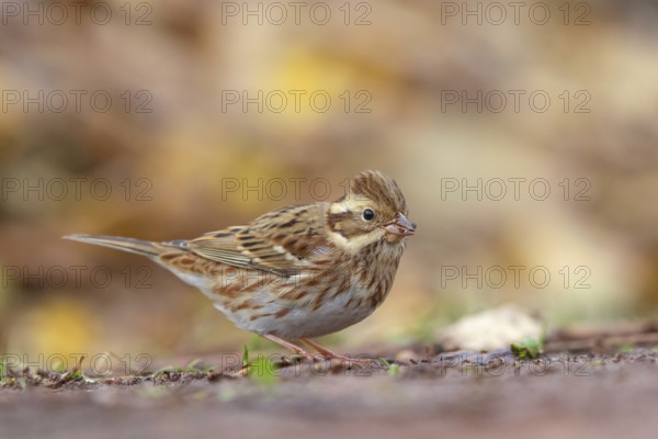 Bunting, (Emberiza rustica), animals, birds, buntings, biotope, Heligoland, Schleswig-Holstein, Federal Republic of Germany