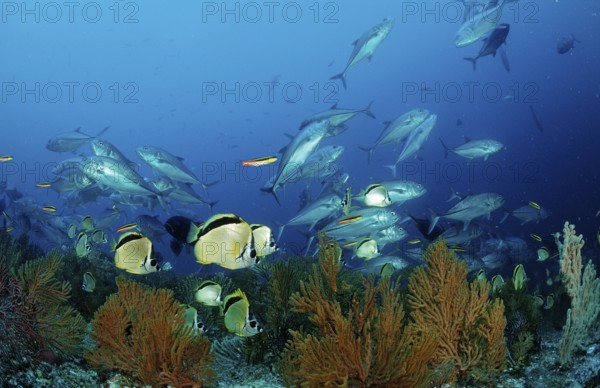 Cleaner butterflyfish and spiny mackerel, Johnrandallia nigrirostris, Caranx sexfasciatus, Mexico, Lake Cortez, Lower California, La Paz, Central America