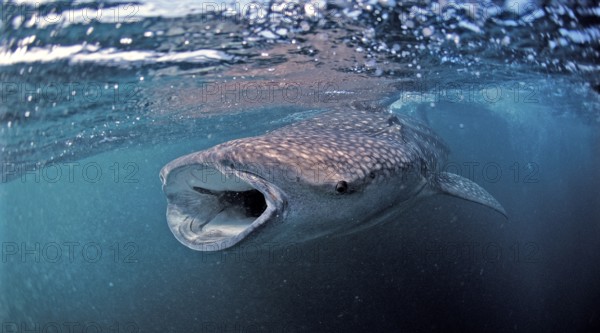 Feeding whale shark, Rhincodon thypus, Djibouti, Djibouti, Africa, Afar Triangle, Gulf of Aden, Gulf of Tadjourah, Africa