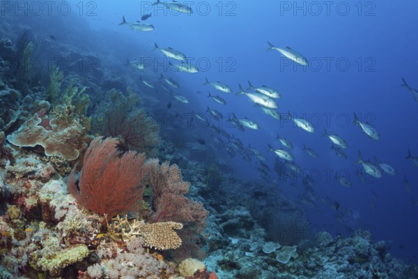 Bigeye jackfish on the reef, Caranx sexfasciatus, Osprey Reef, Coral Sea, Australia, Oceania