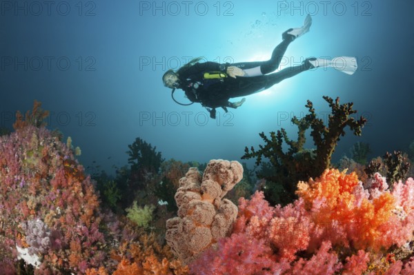 Divers and colourful coral reef, Triton Bay, West Papua, Indonesia, Asia