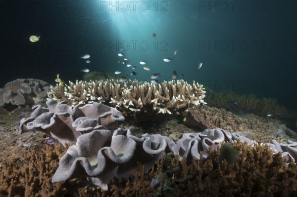 Coral reef with mushroom leather coral, Sarcophyton sp., Triton Bay, West Papua, Indonesia, Asia