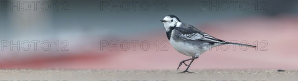 White wagtail, (Motacilla alba), animals, birds, songbirds, family of wagtails and pipits, biotope, habitat, foraging, Heligoland Island, Schleswig-Holstein, Federal Republic of Germany
