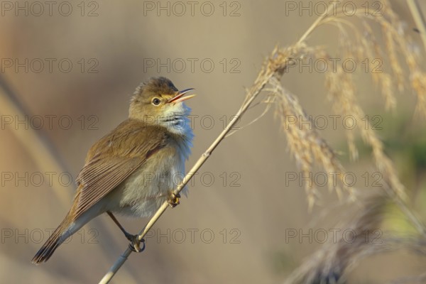 Reed Warbler, subspecies scirpaceus, (Acrocephalus scirpaceus scirpaceus), (Acrocephalus scirpaceus), animals, birds, songbirds, Hockenheim, Baden-Württemberg, Federal Republic of Germany
