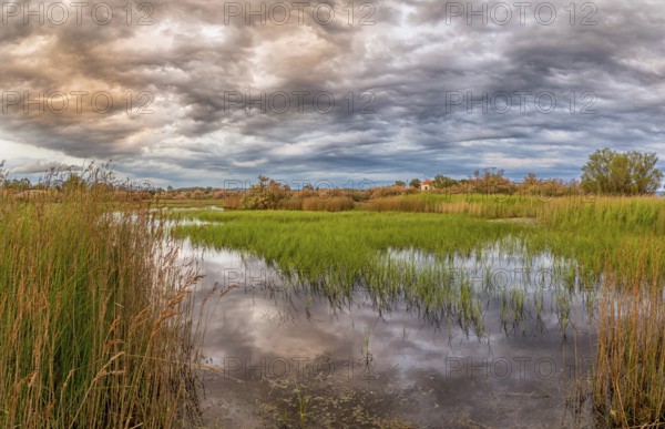 Landscape Greece, reeds, Kalloni Pool, Lesbos Island, Greece, cloudy mood Lesbos, Europe