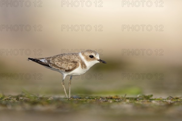 Animals, birds, plover, Kentish plover, (Charadrius alexandrinus), biotope, habitat, foraging, Barr Al Hikman, Shannah, Ash Sharqiyah South, Oman, Asia