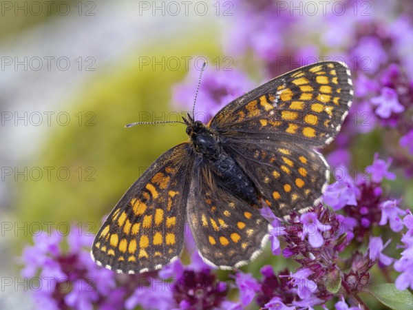 Fritillary butterfly, Common fritillary, (Melitaea athalia), butterfly, butterflies, moths, insect, insects, Black Forest, Feldberg region, Baden-Württemberg, Federal Republic of Germany