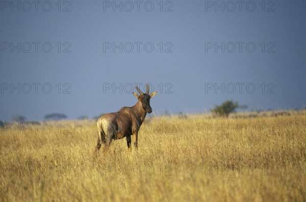 Red hartebeest (Alcelaphus buselaphus)