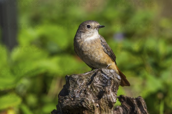 Common redstart - female on a stump (Phoenicurus phoenicurus)