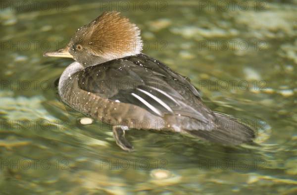 Hooded merganser female (Mergus cucculatus)