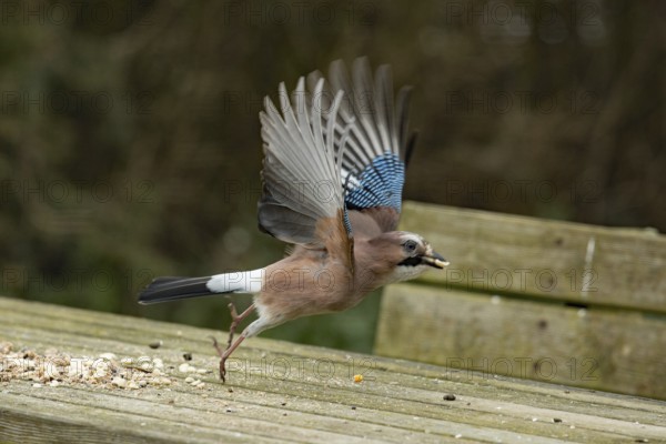 Eurasian jay (Garrulus glandarius)