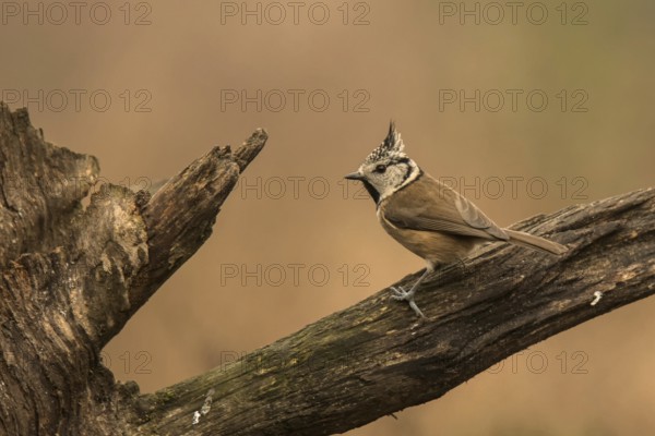 Crested Tit (Lophophanes cristatus)