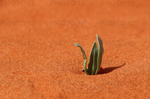 Desert plant
