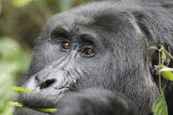 Mountain gorilla (Gorilla beringei beringei)