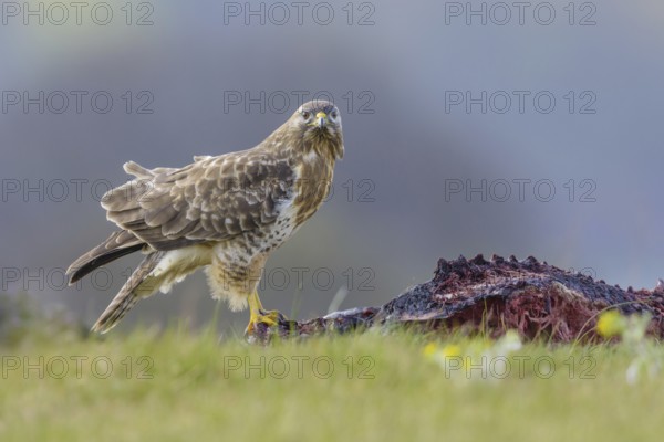 Common buzzard (Buteo buteo)
