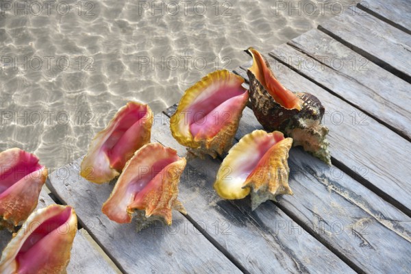 Caribbean seashells on a wooden pier over clear sea in Mexico
