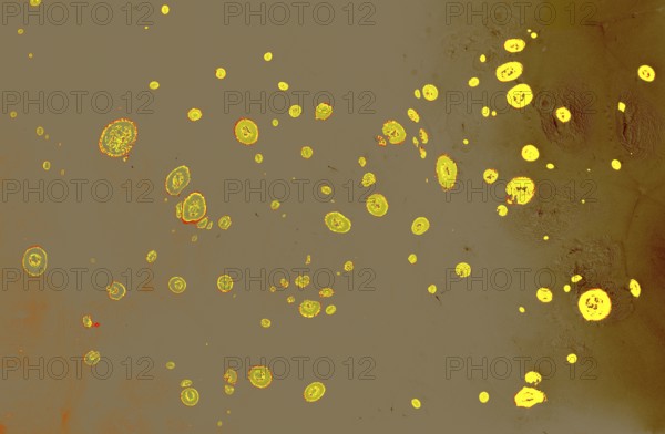 Abstract marbling pattern for fabric, design. marbling background texture