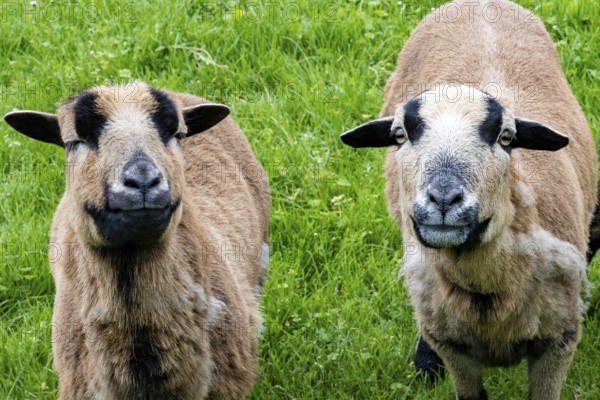 Sheep on dike eats grass