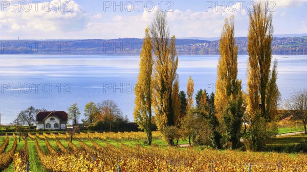 Hiking trail in autumn with a view of Lake Constance, poplars and an old house