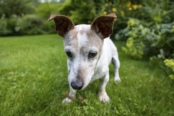 Jack Russell Terrier Dog in Green Garden