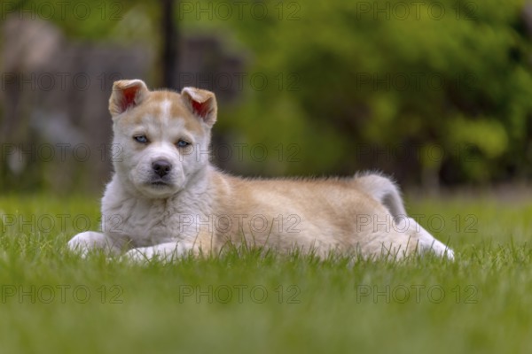 A mix of Akita and husky also call Huskita puppy resting on grass