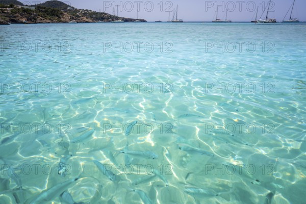 Ibiza Cala Tarida beach in Sant Josep of Balearic Islands