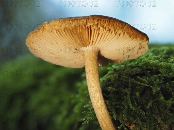 Mushroom Häubling (Galerina), blurred background, North Rhine-Westphalia, Germany, Europe