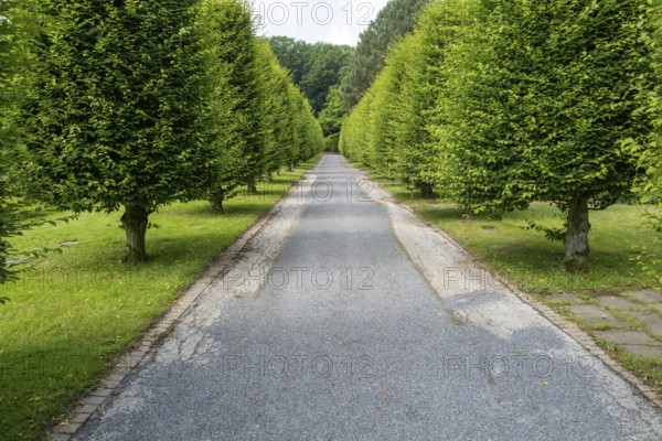 Hornbeam Carpinus betulus cut to shape