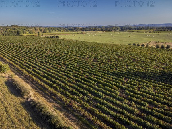 Vineyard near to Carcasona, Aude, Languedoc-Rosellón region. French Republic
