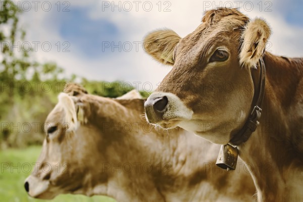 Portrait of Dairy Cattle in the Traditional Pasture Bolsternang, Germany, Europe