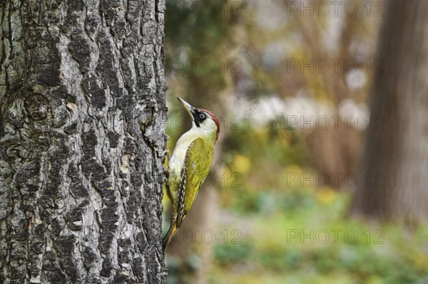 Green woodpecker looking for food on a tree Varna, Bulgaria, Europe