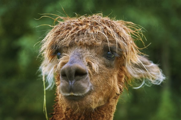 Portrait of Alpaca (Vicugna Pacos) against Green Background Bolsternang, Germany, Europe
