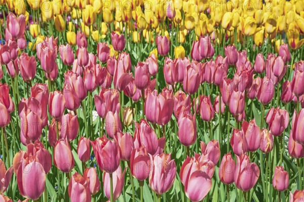 Flower Bed of Pink Tulips against Yellow ones Keukenhof, Netherlands