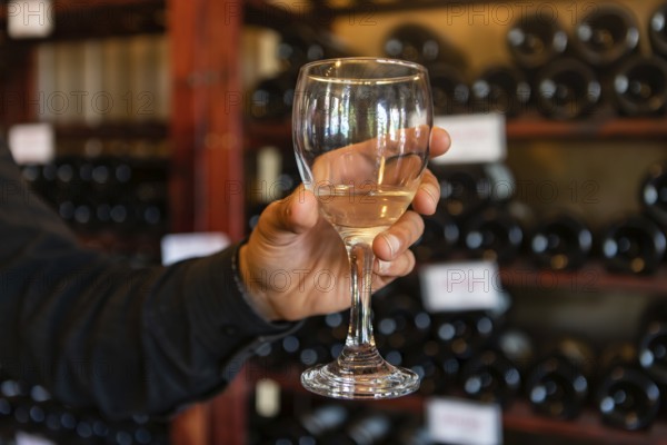 A glass of white wine on a man hand selective focus close up view against wine bottles on storage racks shelves, tasting room wines display background
