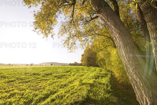 Beautiful golden autumn landscape at the edge of the forest
