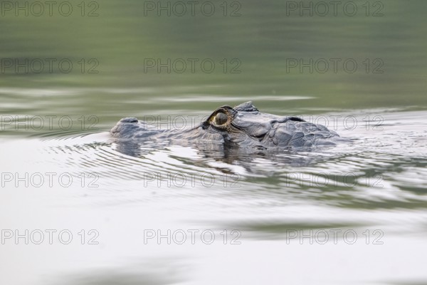 Spectacled caiman (Caiman crocodilus yacara), Crocodile (Alligatoridae), crocodile (Crocodylia), swims, animal portrait, Pantanal, inland, wetland, UNESCO Biosphere Reserve, World Heritage Site, wetland biotope, Mato Grosso, Brazil, South America