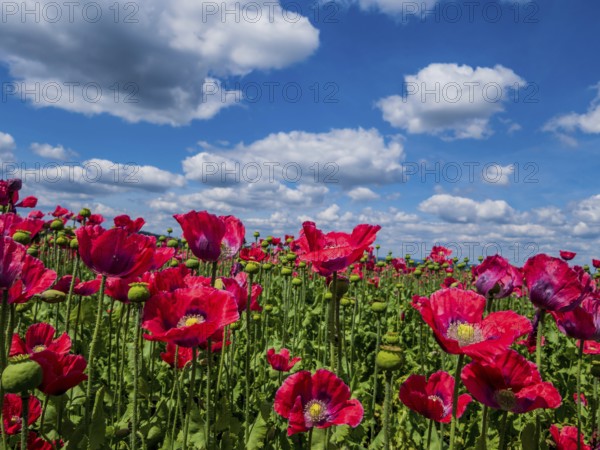 Austria, Lower Austria, near Armschlag. A field of red poppies in bloom pleases the eye, Europe